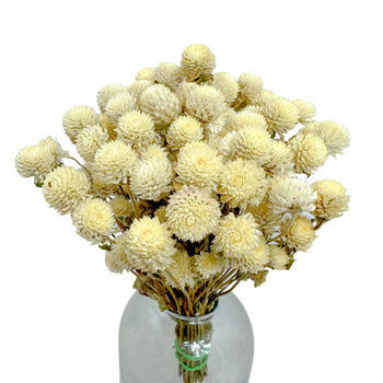 Gomfrena biała - suszone kwiaty