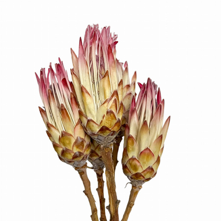 Protea compacta pink - dried flowers